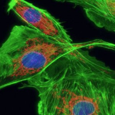 熒光顯微鏡的結(jié)構(gòu)里用到幾片濾光片？